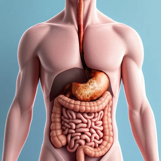 Digestive system before our custom meal plan